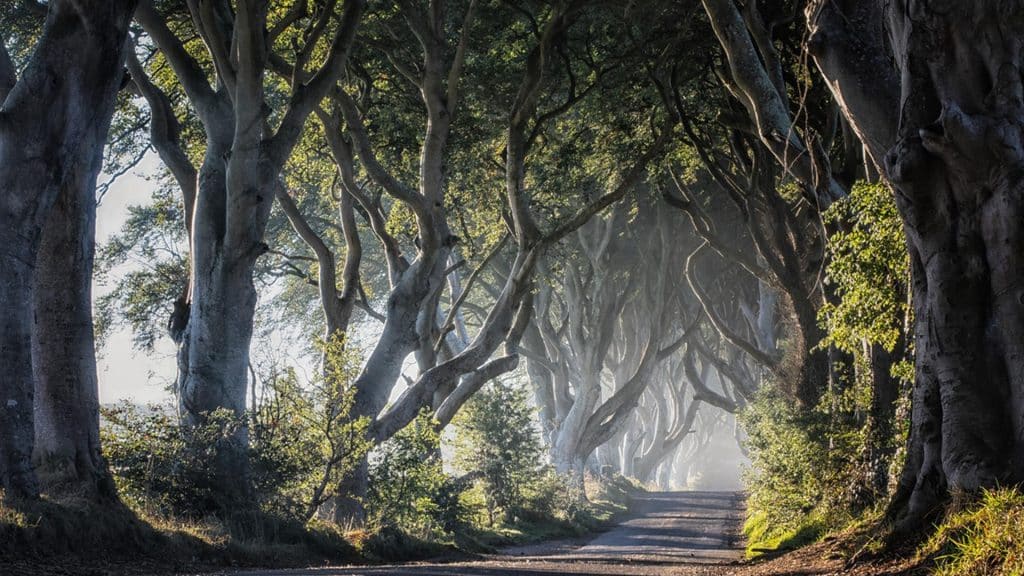 The Dark Hedges